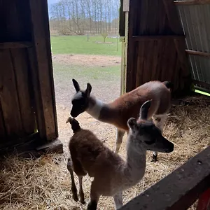 Vakantieboerderij Farm, Billund